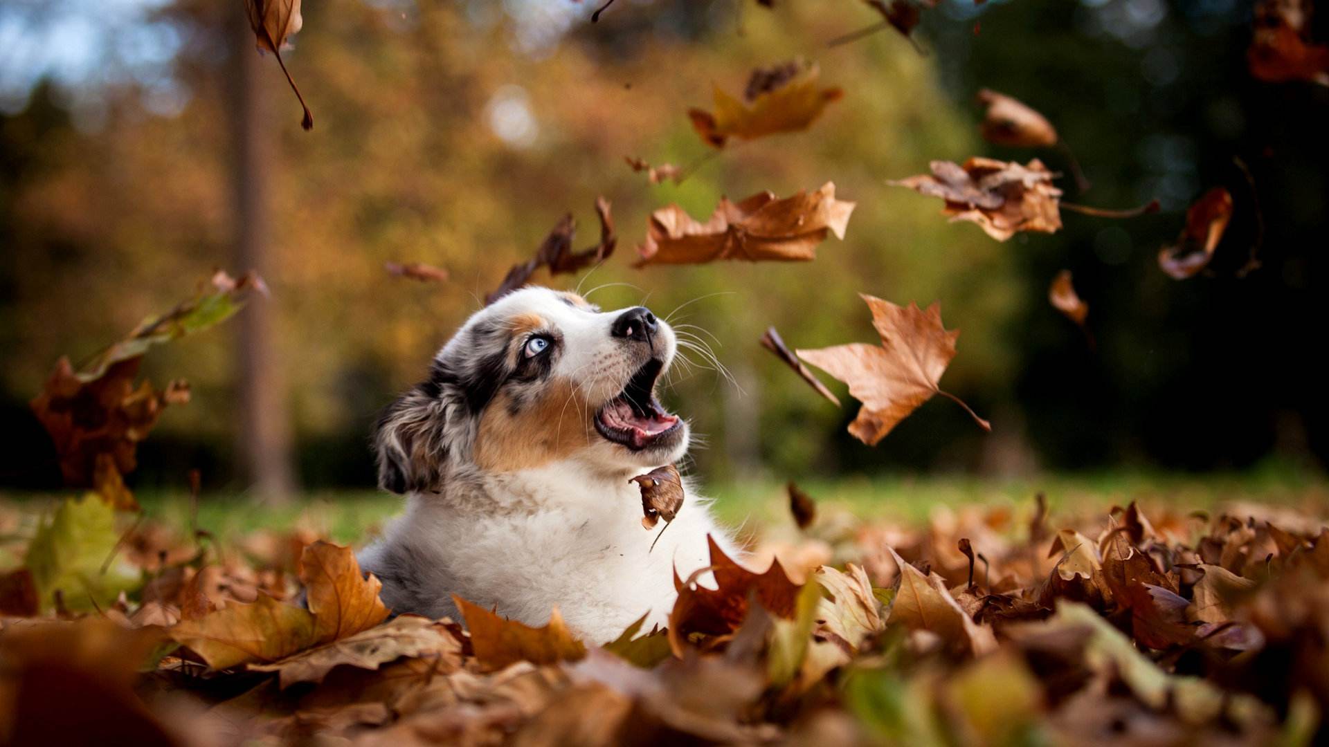 xp系统和win7系统32位桌面主题